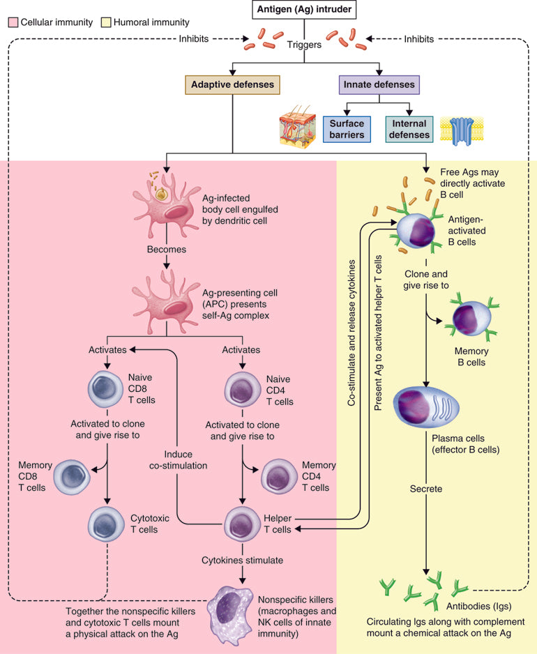 Boosting Your Immune System with Cold Therapy